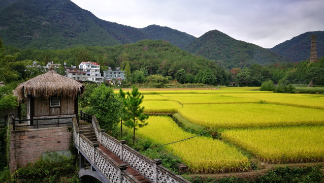 国清寺 稻田