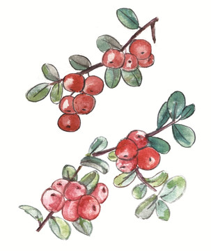 蔓越莓手绘