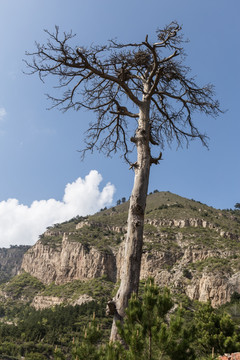 北岳恒山大树