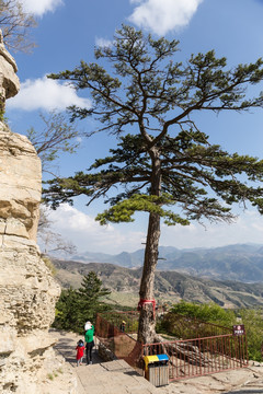 北岳恒山大树