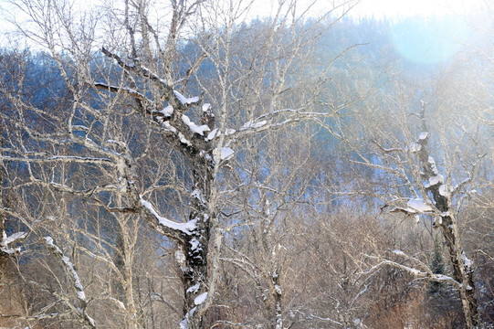 雪 雪乡 东北 冬天 冰雪