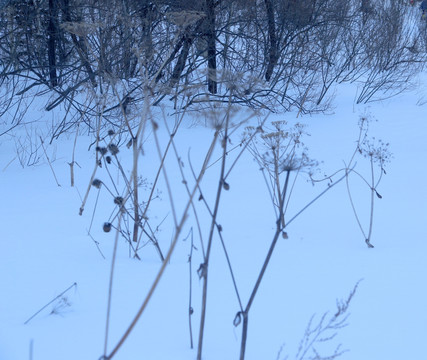 雪 雪乡 东北 冬天 冰雪