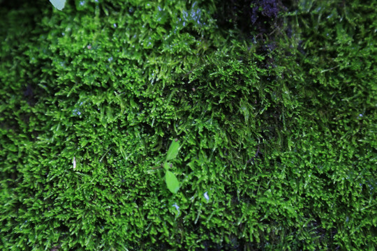 苔藓 绿色植物