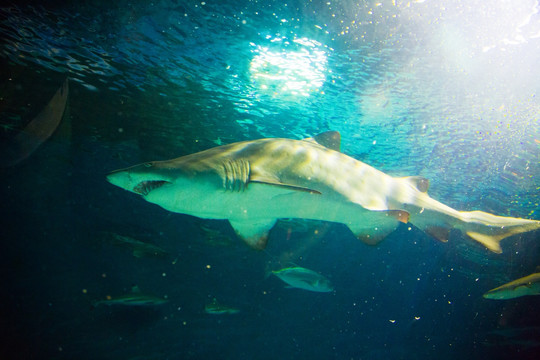 LY大白鲨