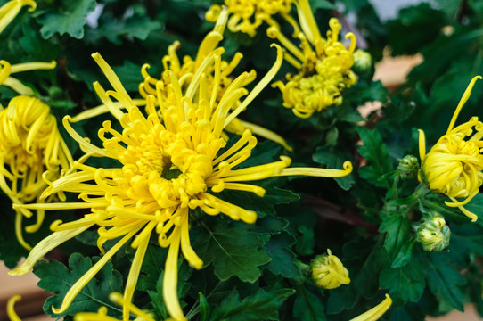 菊花