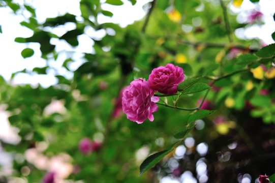 蔷薇花朵特写