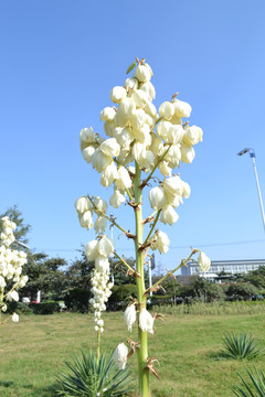 剑麻花 龙舌兰