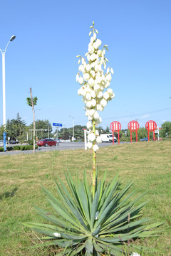 剑麻花 龙舌兰