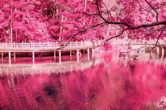 花海 婚礼背景