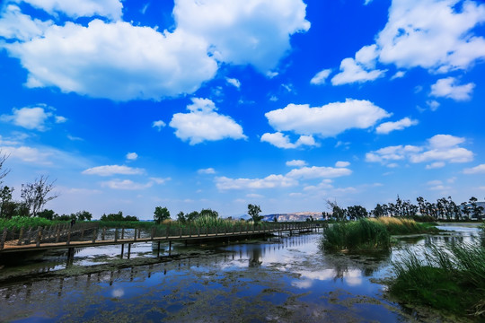 滇池湿地风光