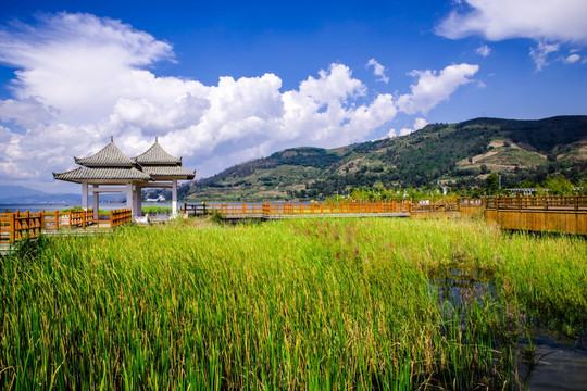 云南抚仙湖湿地