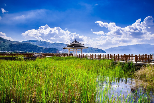 云南抚仙湖湿地风光