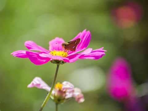 波斯菊