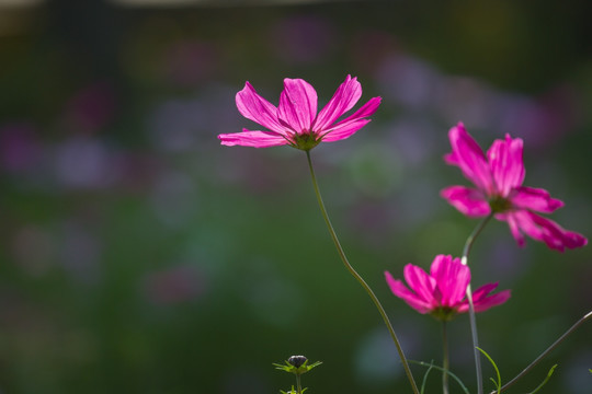 弱光下 波斯菊