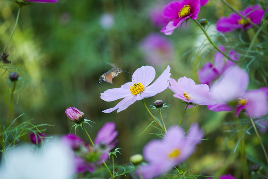 格桑花 蜂鸟鹰蛾