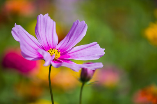 格桑花 素材