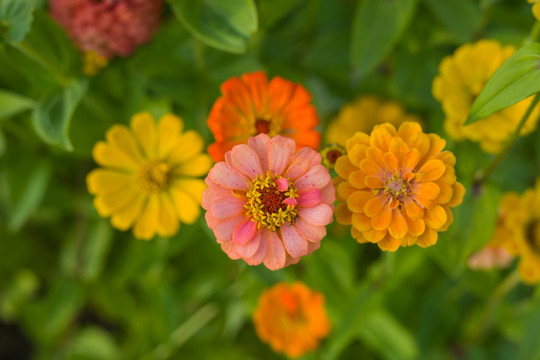 百日菊 百日草