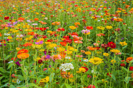 百日菊 花海 百花齐放