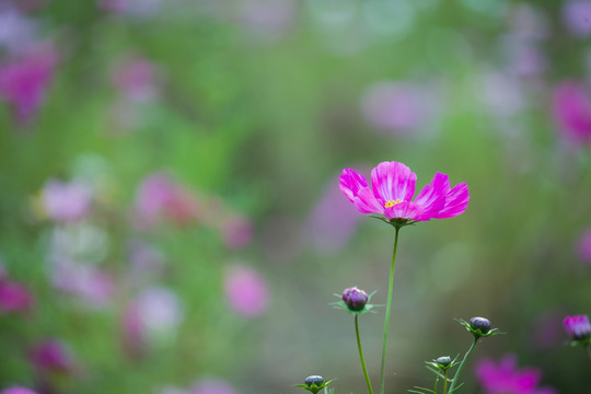 格桑花