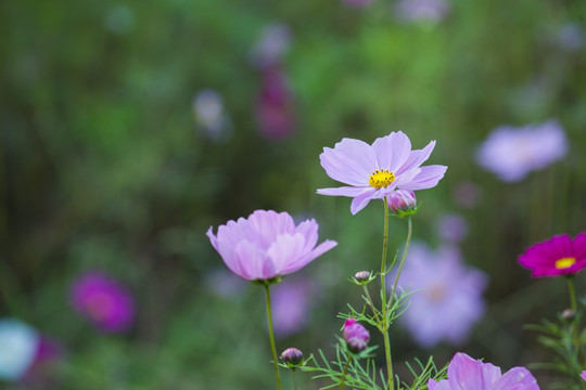 格桑花