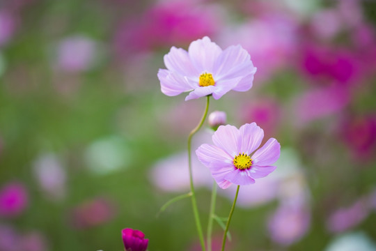 格桑花