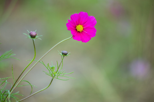 格桑花