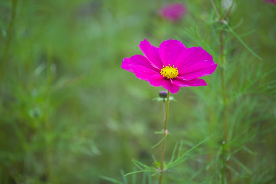 格桑花