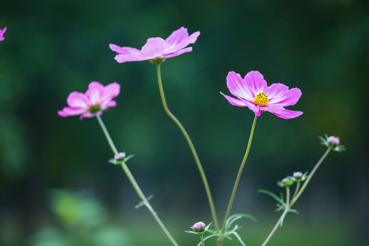 格桑花