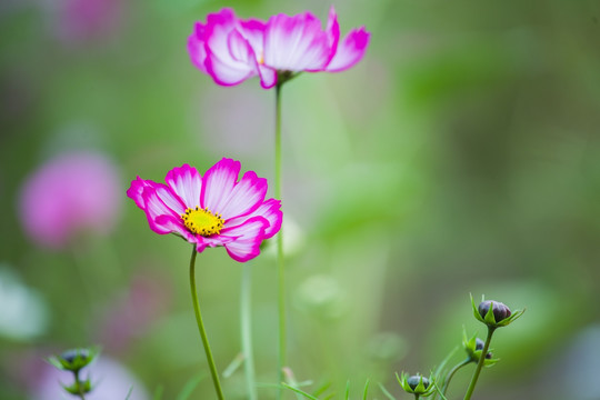 格桑花