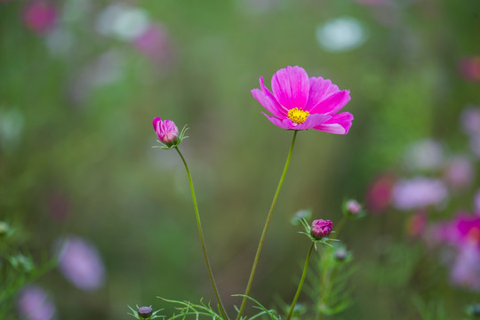 格桑花 素材