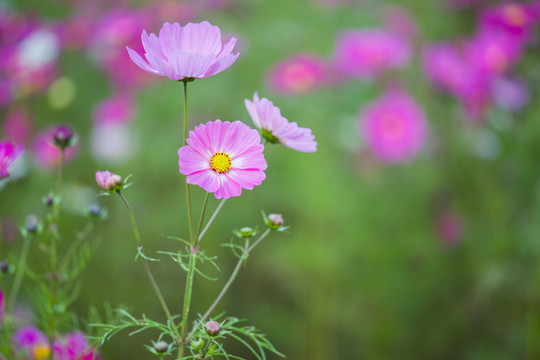 格桑花