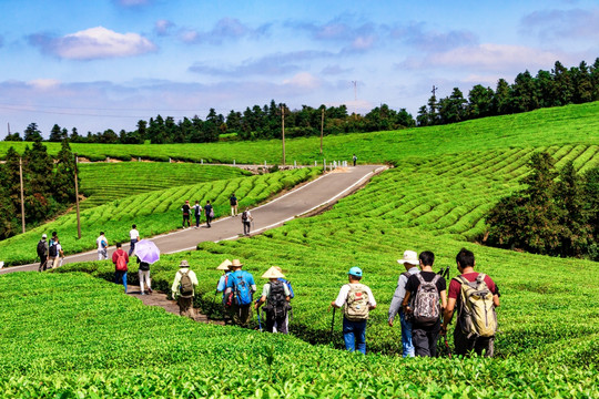 茶园 茶山