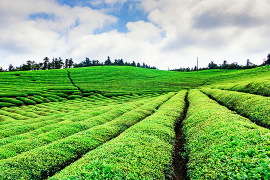 茶山茶园 茶场茶树