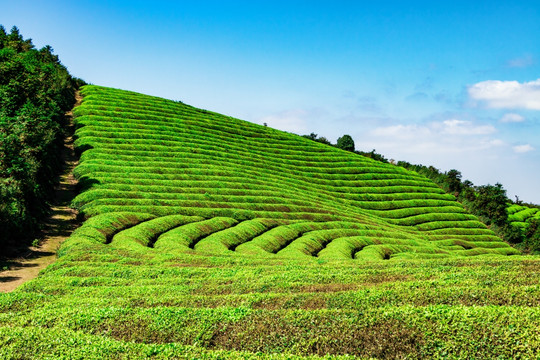 茶山茶园