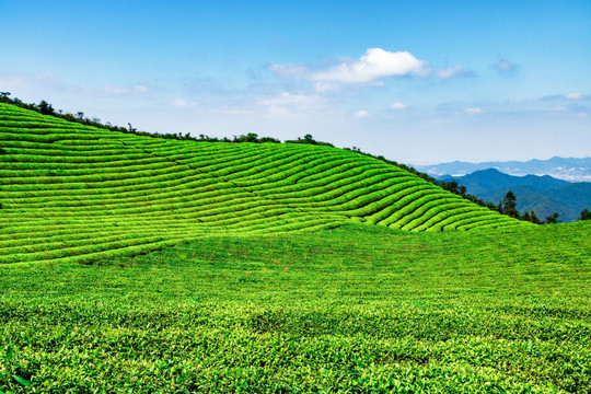 绿茶 茶叶