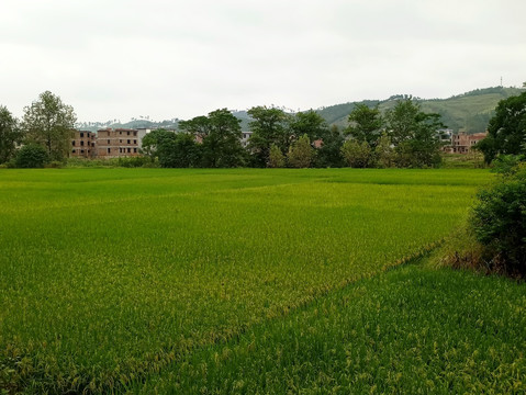 乡村风景