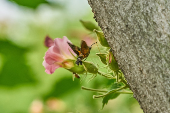 木槿花 蝶恋花