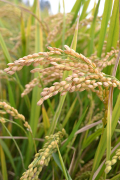 稻穗 水稻