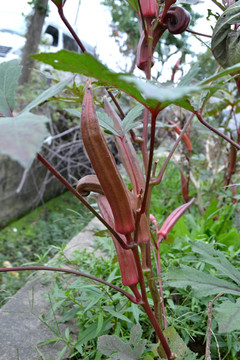 秋葵 菜篮子 田园