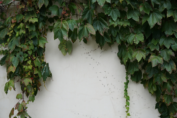爬墙植物