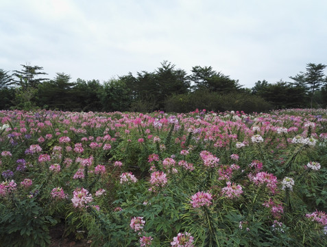 蜘蛛花