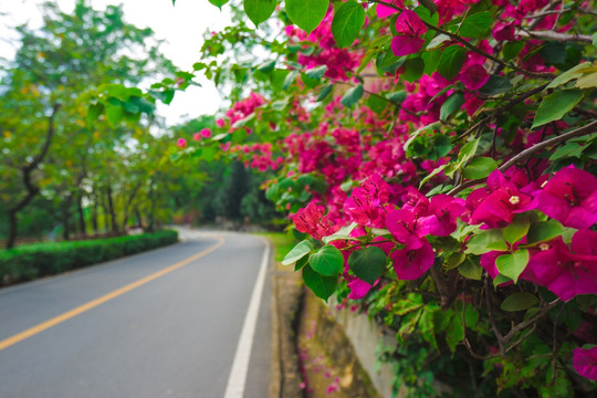 惠州红花湖绿道的三角梅