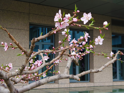 办公大楼前盛开的桃花