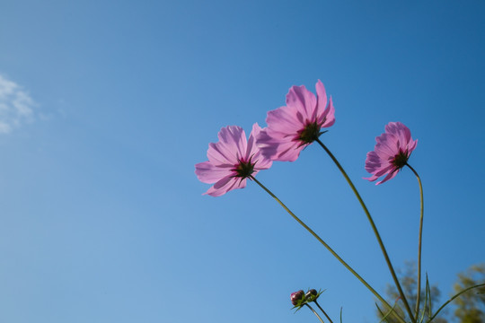 格桑花