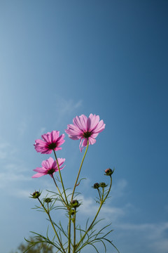 格桑花