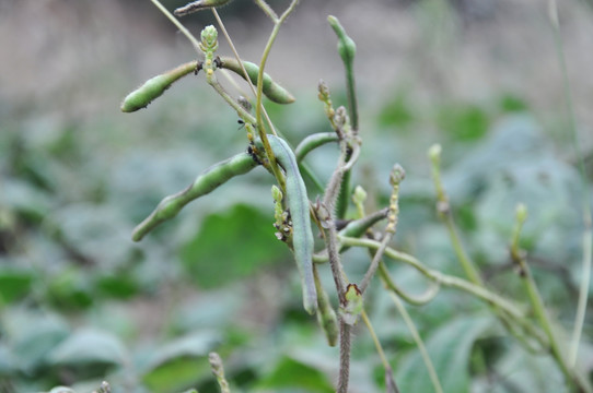 绿豆豆荚