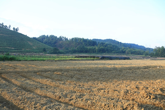 散养鸡 吐霞村