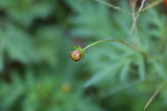 花苞