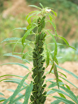 芝麻的植物形态