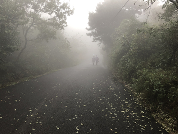 雾中的山路